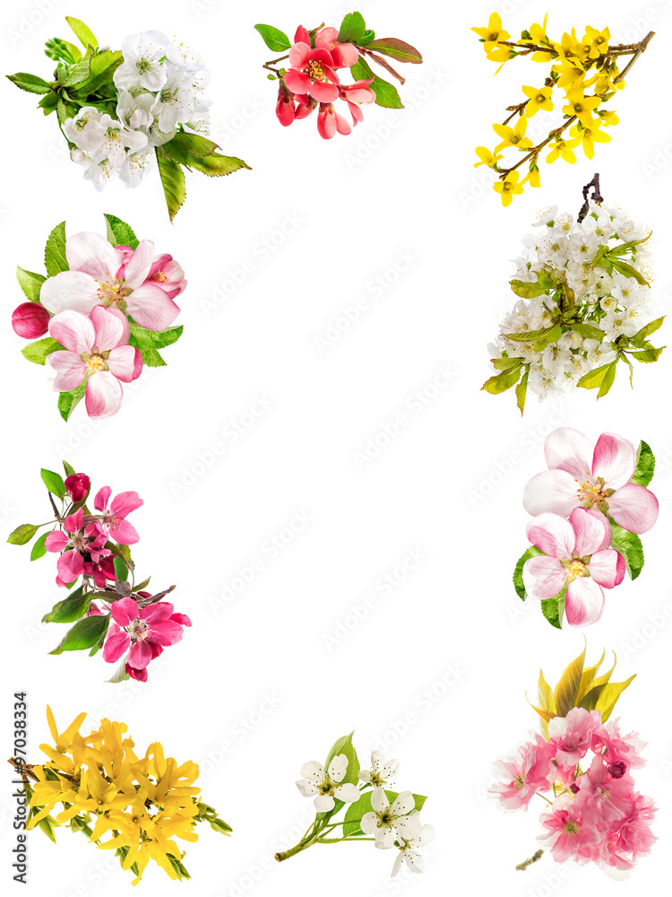 Canvas Prints frame from blossoms of apple tree, cherry twig, pear, forsythia