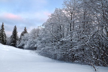 Branches covered with frost