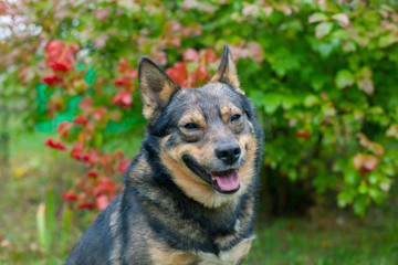 Naklejka na ściany i meble Portrait of dog in the garden in fall