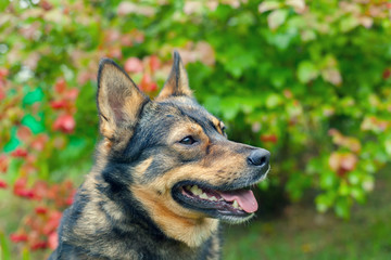 Naklejka na ściany i meble Portrait of dog in the garden in fall