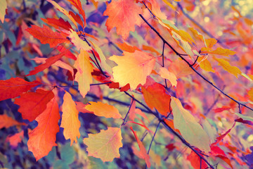 Vintage autumn colorful leaves background
