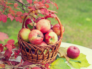 Basket with apples on the grass in the autumn orchard