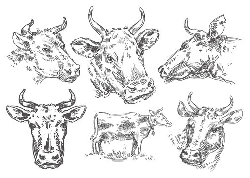 hand-drawn cow. sketch