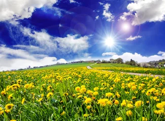 Acrylglasbilder Glück pur: Auszeit, Meditation, Entspannung auf sommerlicher Löwenzahn-Wiese :) © doris oberfrank-list