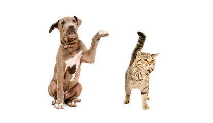 Pit bull puppy and a cat Scottish Straight standing with a raised paw