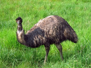 emu ostrich walking on the green meadow