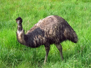 Papier Peint photo Lavable Autruche emu ostrich walking on the green meadow
