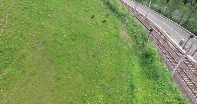 Esel weiden auf der Wiese in den Alpen, weihnachten