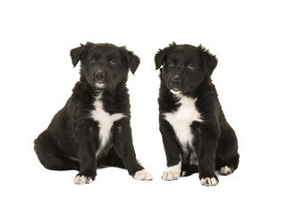 Two cute black and white  sitting border collie puppy dogs isolated on a white background