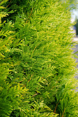 Thuja plicata Kórnik