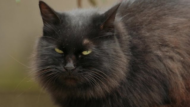 黒猫の顔のアップ