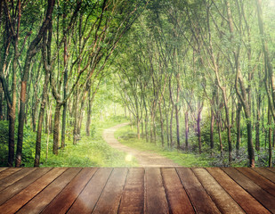 Enchanting Forest Lane in a Rubber Tree Plantation Concept