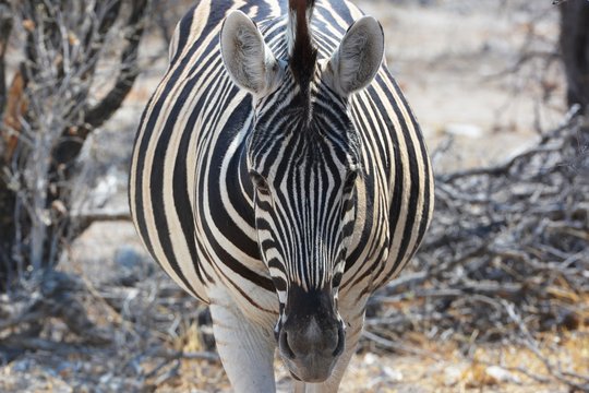 Steppenzebra (Equus Quagga) im Etosha Nationalpark