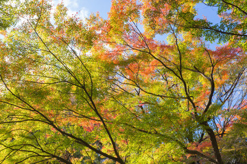 紅葉したもみじ