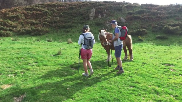 Couple on a hiking day meeting wild horse