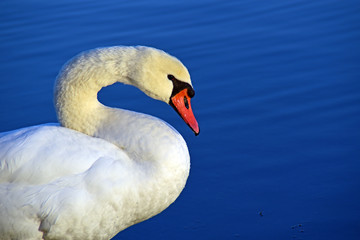Swan and sun II