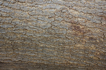 Obraz premium Wooden bark background