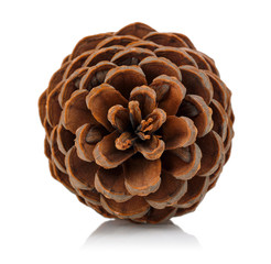 Pine Cone