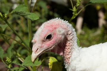 Portrait of turkey