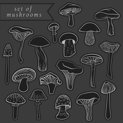 Vintage set of different hand drawn mushrooms on chalkboard