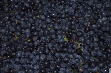 Jagody © KrólestwoNauki