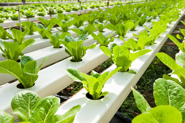 DIY Green salad organic hydroponic farm