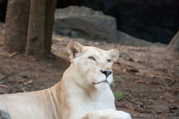 Female Lion on the lookout