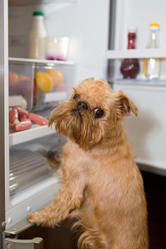 Dog looks in the fridge