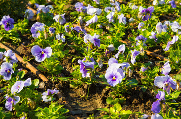 Flowering autumn violets with an irrigation system