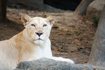 Female Lion on the lookout