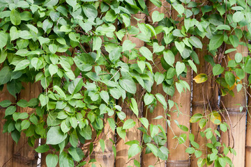 bamboo and ivy