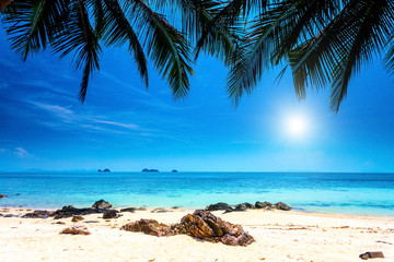 Fototapeta na wymiar palm trees on tropical beach