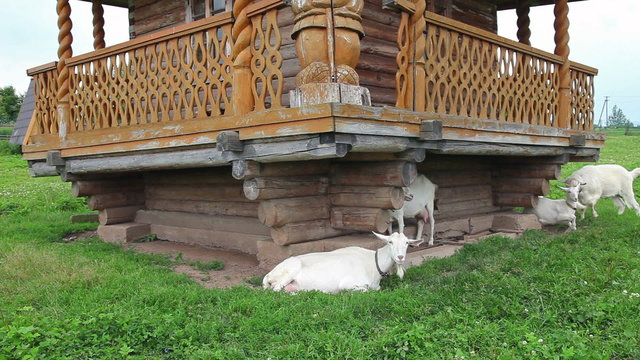 White domestic goats grazing on grass in the village near a wooden house