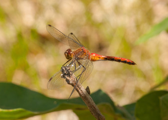 Meadowhawk Dragonfly