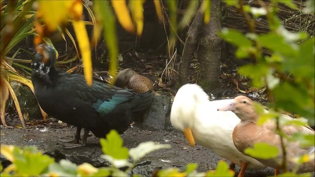 Ducks together preening, framed with soft focus foliage.