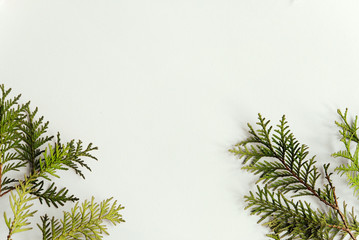 unusual natural fresh green branches of cedar or fir on white ba