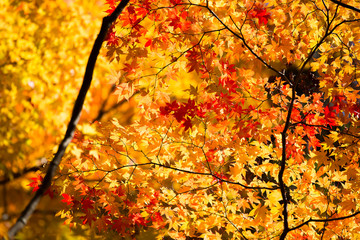 Neon Glow Maple Leaves