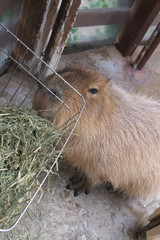 エサをほうばるカピパラ