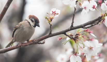 Tree sparrow bird on the cheery blossom tree