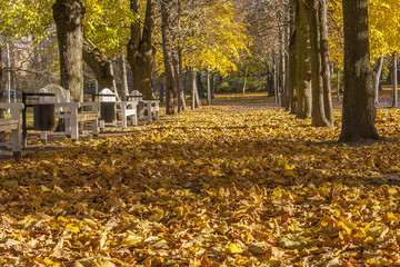 Alee In The Autumn Park With Benches