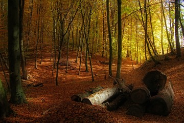 Wald im Herbst