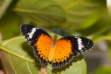 Leopard lacewing butterfly come out from pupa