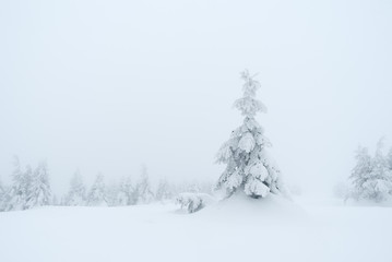 Spruce in snow
