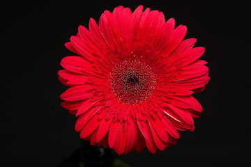 Big red gerbera daisy bud closeup isolated on black background