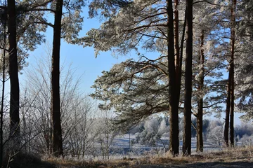 Foto auf Leinwand Winter landscazpe with frozen trees © puchan