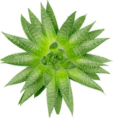 Aloe.