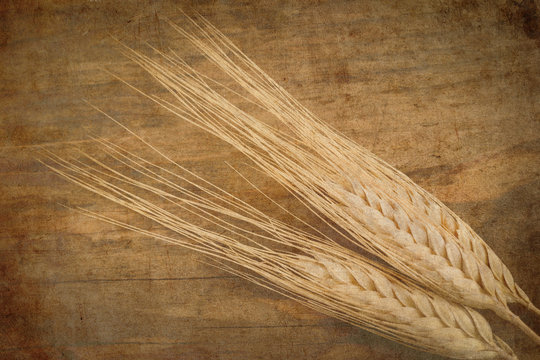 ears of wheat on old paper texture - vintage style photo