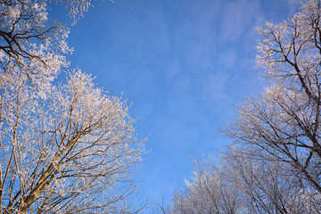 Obraz na płótnie Canvas frozen branches on blue sky