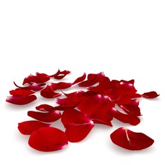 Petals dark red rose lying on the floor