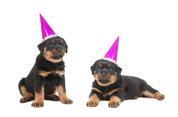 Two cute rottweiler puppies wearing party hats isolated on a white background